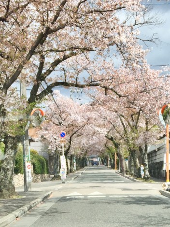 桜
